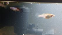 Bild: Guppy
